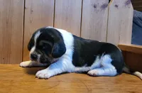 Sophie , a female Puggle for sale in Ava, MO – Photo 4 of 8