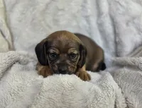 Sable, a female Puggle for sale in Ava, MO – 6 of 9