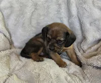 Sable, a female Puggle for sale in Ava, MO – 9 of 9
