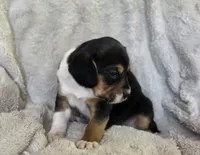 Sissy, a female Puggle for sale in Ava, MO – 5 of 8