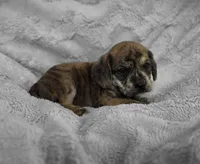 Theo, a male Puggle for sale in Ava, MO – 2 of 10
