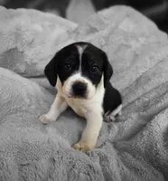Bruiser, a male Puggle for sale in Ava, MO – 9 of 10