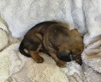Sable, a female Puggle for sale in Ava, MO – 8 of 9