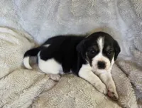 Tulip, a female Puggle for sale in Ava, MO – 7 of 7