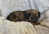 Sable, a female Puggle for sale in Ava, MO – 7 of 9