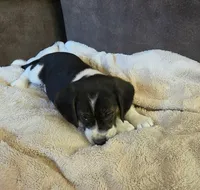 Bruiser On Hold, a male Puggle for sale in Ava, MO – 6 of 10