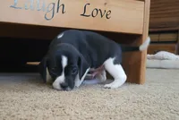 Flip, a male Puggle and Beagle for sale in Ava, MO – Photo 3 of 8