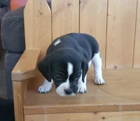 Flip, a male Puggle and Beagle for sale in Ava, MO – Photo 4 of 8