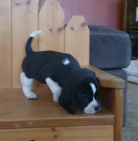 Flip, a male Puggle and Beagle for sale in Ava, MO – Photo 6 of 8