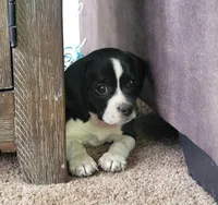 Flip, a male Puggle for sale in Ava, MO – Photo 4 of 10