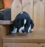 Flip, a male Puggle and Beagle for sale in Ava, MO – Photo 1 of 8