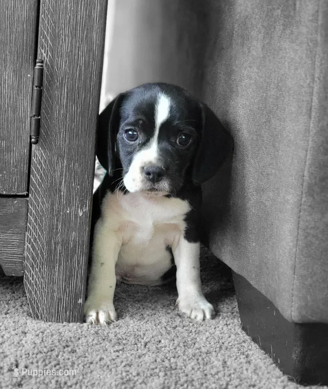 Flip – Puggle puppy for sale in Ava, MO