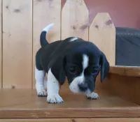 Flip, a male Puggle and Beagle for sale in Ava, MO – Photo 8 of 8