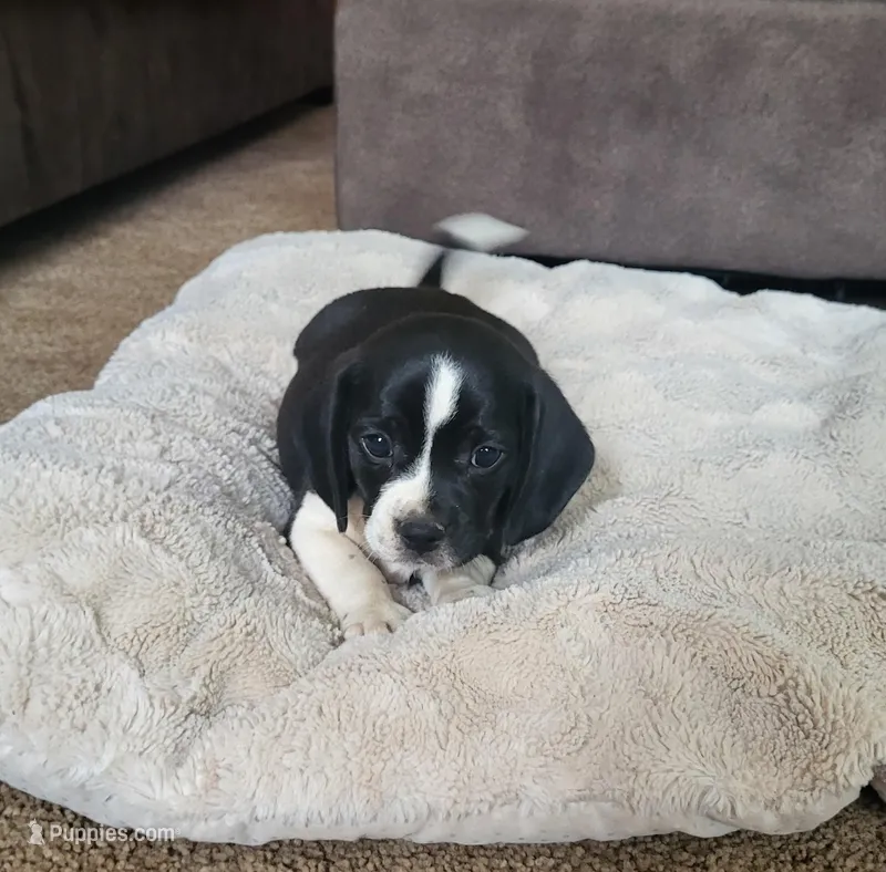 Flip – Puggle puppy for sale in Ava, MO