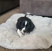 Flip, a male Puggle for sale in Ava, MO – Photo 3 of 10