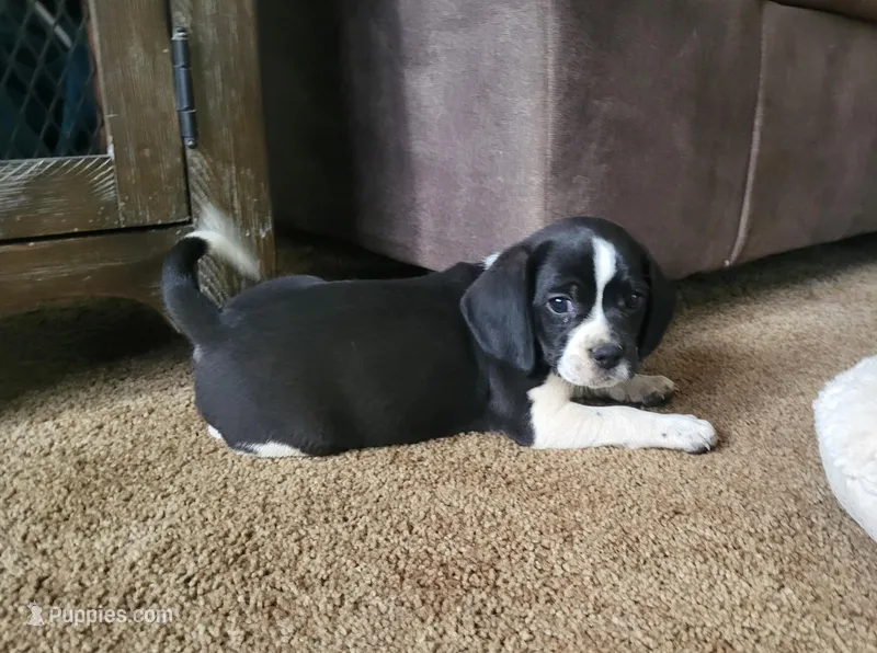 Flip – Puggle puppy for sale in Ava, MO