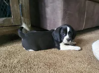 Flip, a male Puggle for sale in Ava, MO – Photo 2 of 10