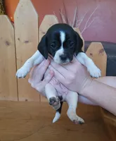 Flip, a male Puggle and Beagle for sale in Ava, MO – Photo 5 of 8