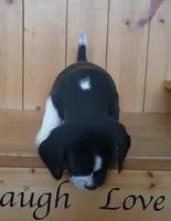 Flip, a male Puggle and Beagle for sale in Ava, MO – Photo 7 of 8