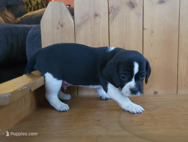 Flip – Puggle, Beagle puppy for sale in Ava, MO