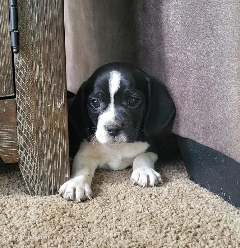 Flip – Puggle puppy for sale in Ava, MO