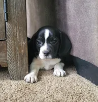 Flip, a male Puggle for sale in Ava, MO – 2 of 9