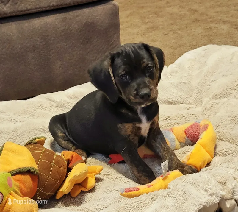 Charlie – Puggle puppy for sale in Ava, MO