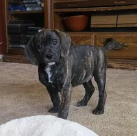 Milly, a female Puggle for sale in Ava, MO – 4 of 10