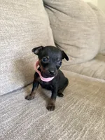 Ava, a female Miniature Pinscher for sale in Elyria, OH – 2 of 2