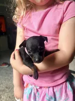 Ava, a female Miniature Pinscher for sale in Elyria, OH – 1 of 2