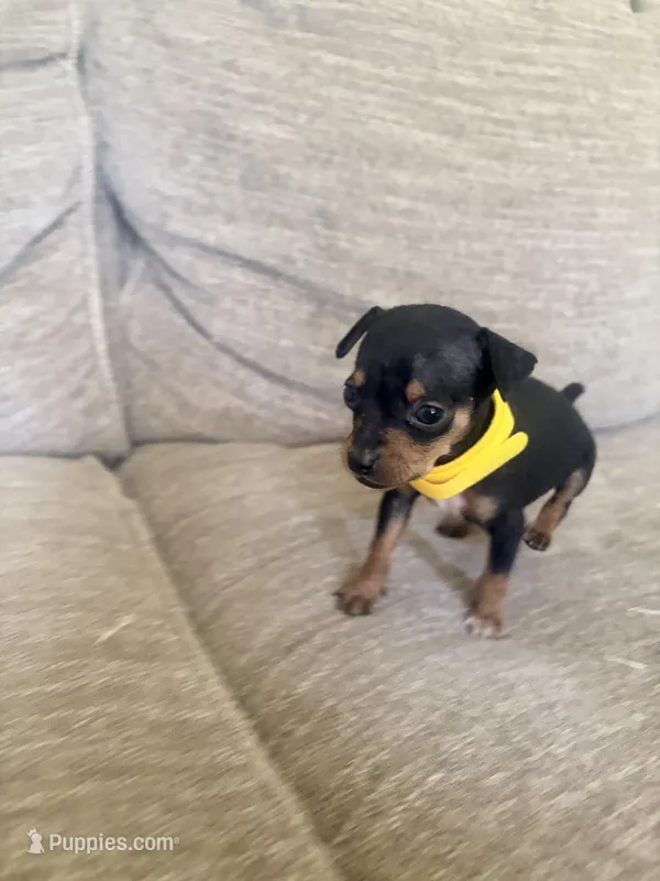 Elsa  – Miniature Pinscher puppy for sale in Elyria, OH