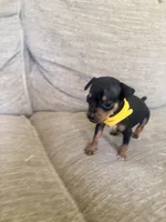 Elsa , a female Miniature Pinscher for sale in Elyria, OH – 1 of 1