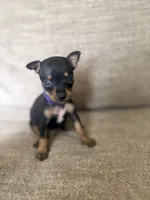 Anna, a female Miniature Pinscher for sale in Elyria, OH – 1 of 1