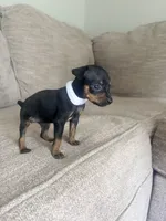Cloe , a female Miniature Pinscher for sale in Elyria, OH – 1 of 1