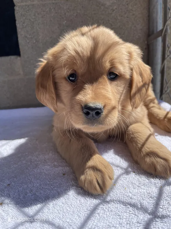 Daisy – Golden Retriever puppy for sale in Danville, PA