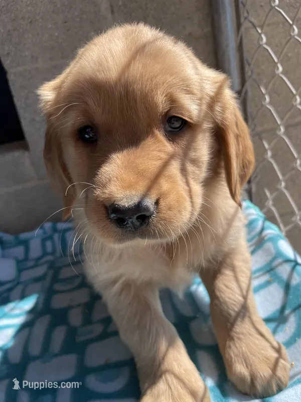 Duke – Golden Retriever puppy for sale in Danville, PA