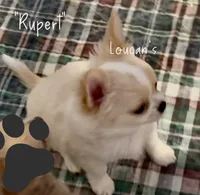 Rupert, a male Chihuahua for sale in Conroe, TX – 3 of 7