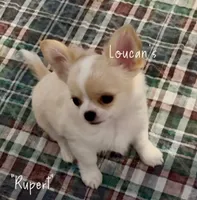 Rupert, a male Chihuahua for sale in Conroe, TX – 2 of 7