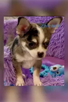 Napoleon , a male Chihuahua for sale in Conroe, TX – 4 of 10