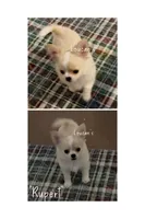 Rupert, a male Chihuahua for sale in Conroe, TX – 4 of 7