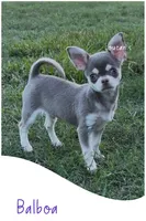 Balboa, a male Chihuahua for sale in Conroe, TX – 3 of 10