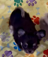 Jester, a male Chihuahua for sale in Conroe, TX – Photo 3 of 7