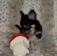 Jester, a male Chihuahua for sale in Conroe, TX – Photo 4 of 7