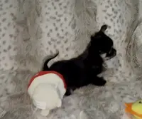 Jester, a male Chihuahua for sale in Conroe, TX – Photo 5 of 7