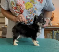 Jester, a male Chihuahua for sale in Conroe, TX – Photo 1 of 7