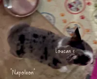 Napoleon , a male Chihuahua for sale in Conroe, TX – 5 of 5