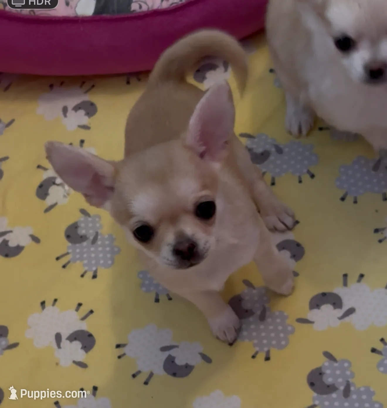 Apple, a female Chihuahua for sale in Conroe, TX – Photo 5 of 7