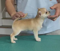 Apple, a female Chihuahua for sale in Conroe, TX – Photo 2 of 7