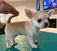 Apple, a female Chihuahua for sale in Conroe, TX – Photo 6 of 7