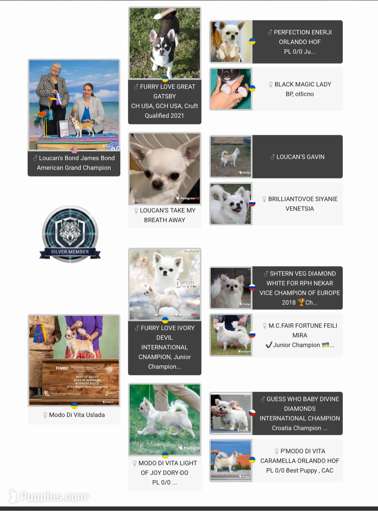 Apple, a female Chihuahua for sale in Conroe, TX – Photo 3 of 7